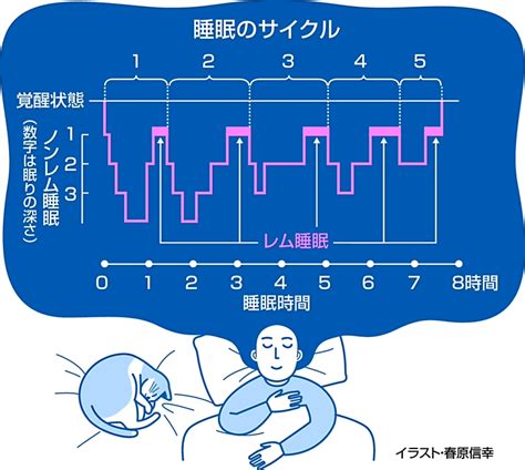 睡眠中|眠りのメカニズム 